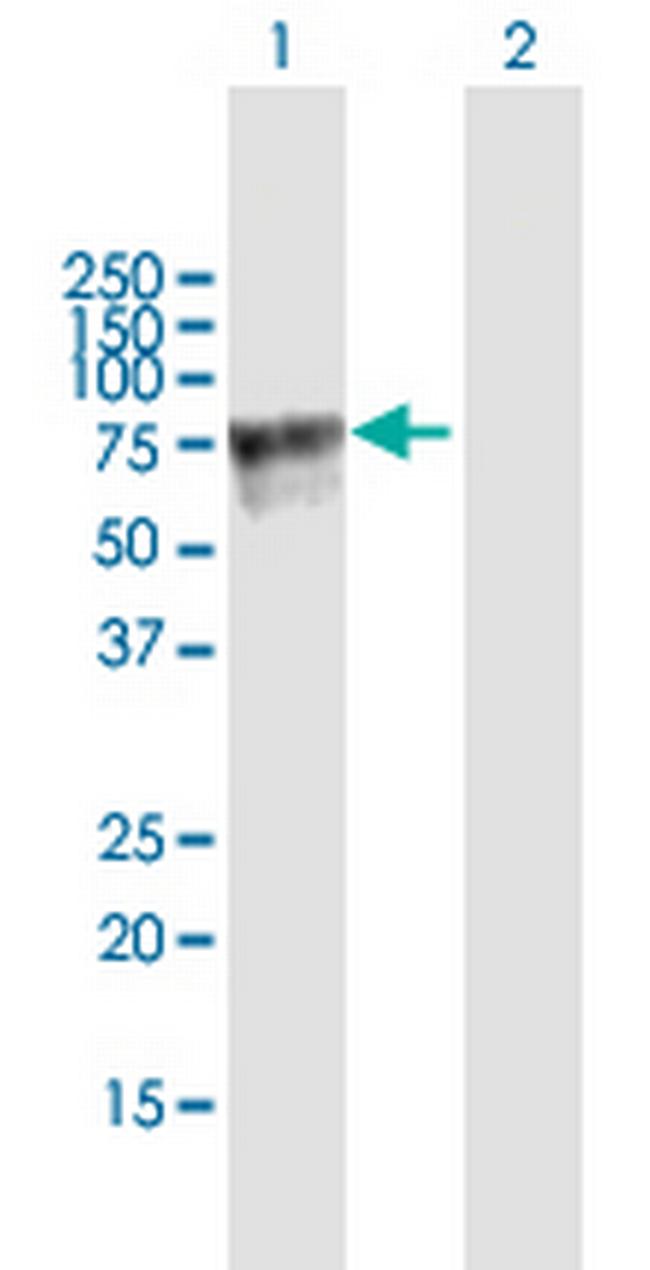 AMIGO2 Antibody in Western Blot (WB)