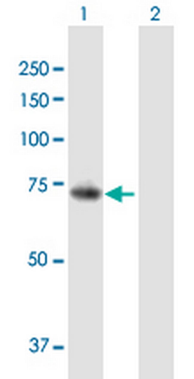 PADI6 Antibody in Western Blot (WB)