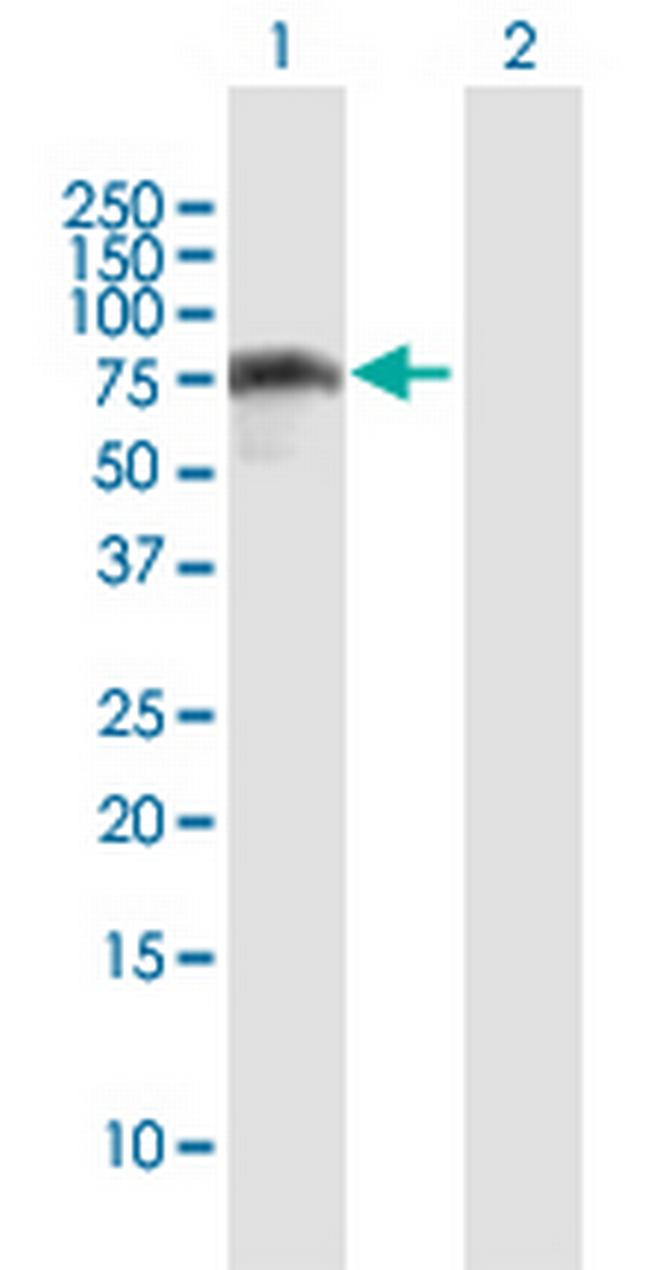 IRF2BP2 Antibody in Western Blot (WB)