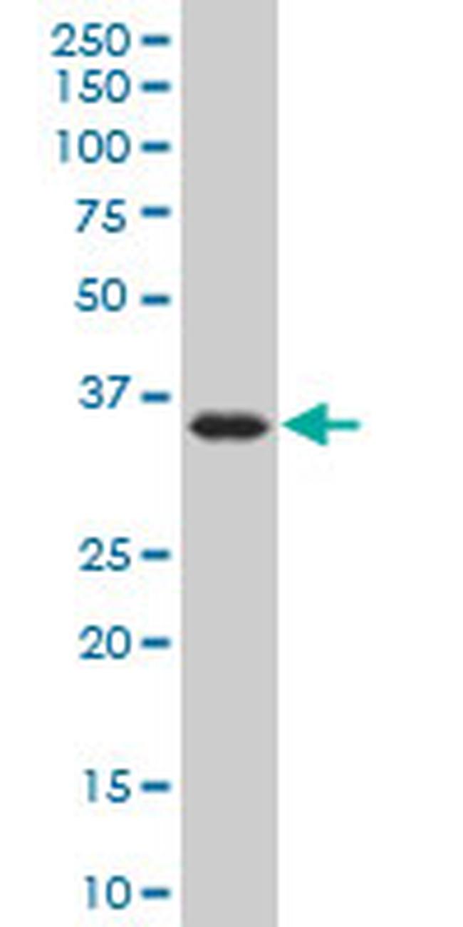 DND1 Antibody in Western Blot (WB)