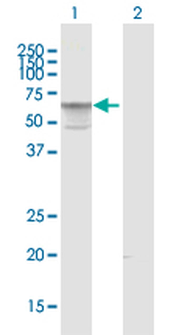 AMIGO3 Antibody in Western Blot (WB)