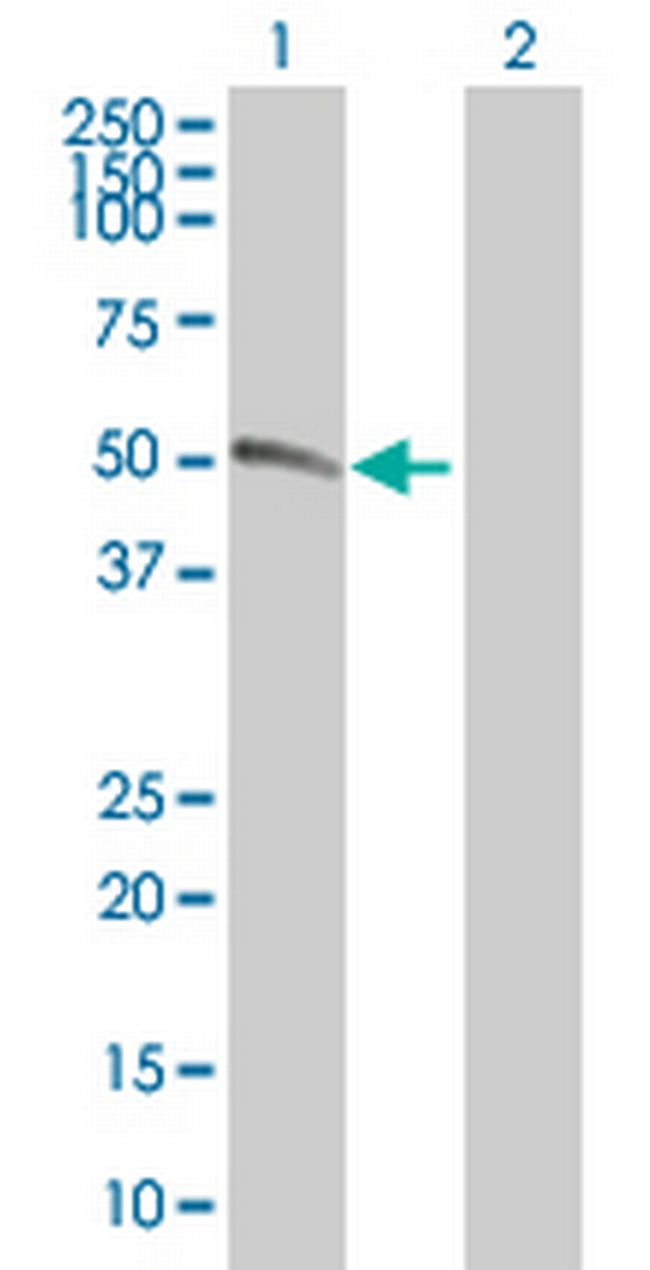 LOC390637 Antibody in Western Blot (WB)