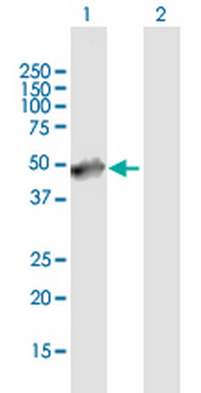 LOC390748 Antibody in Western Blot (WB)
