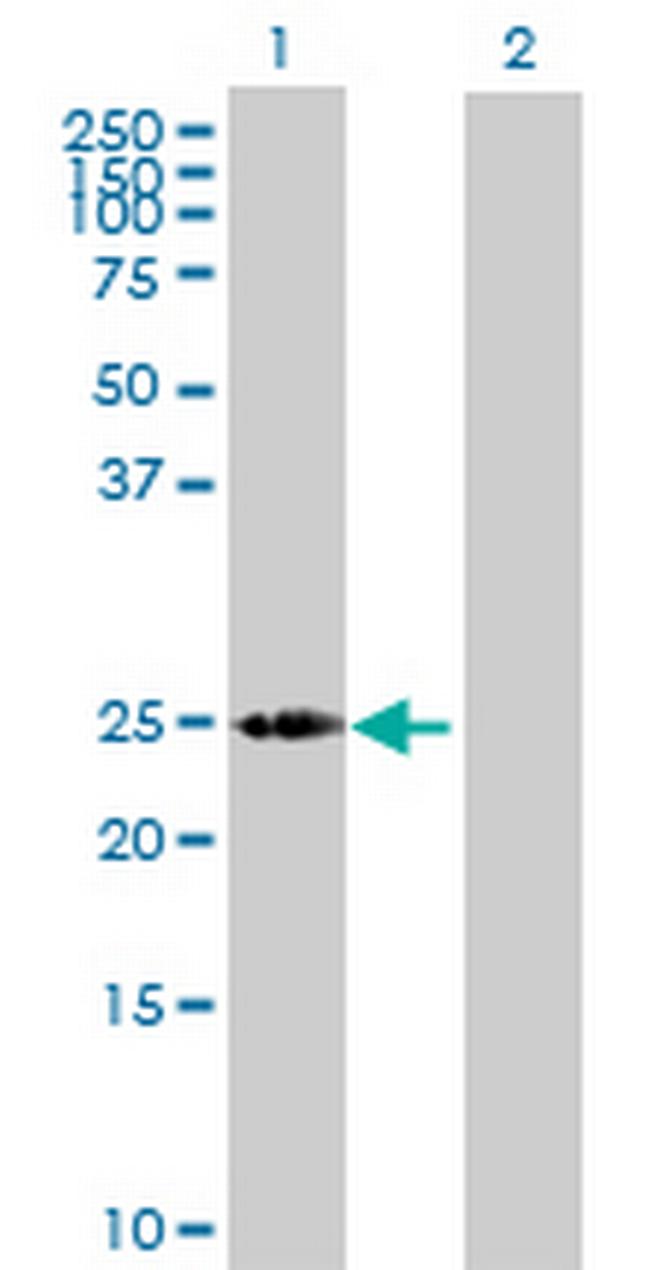LOC391763 Antibody in Western Blot (WB)