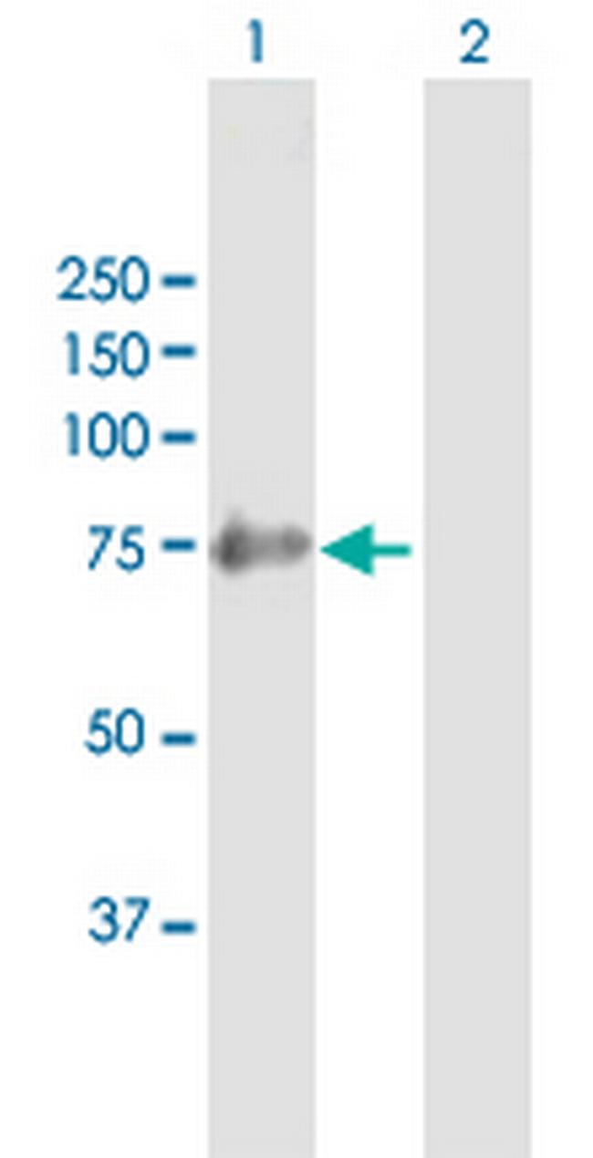 SHC4 Antibody in Western Blot (WB)