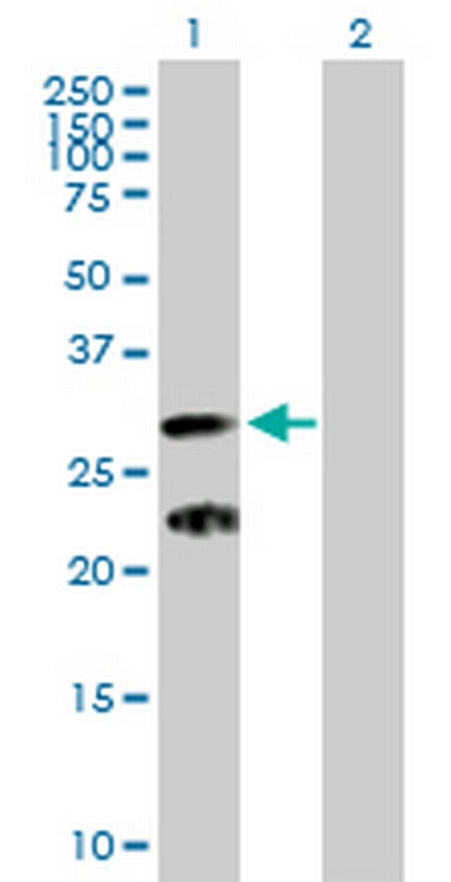 C9orf152 Antibody in Western Blot (WB)