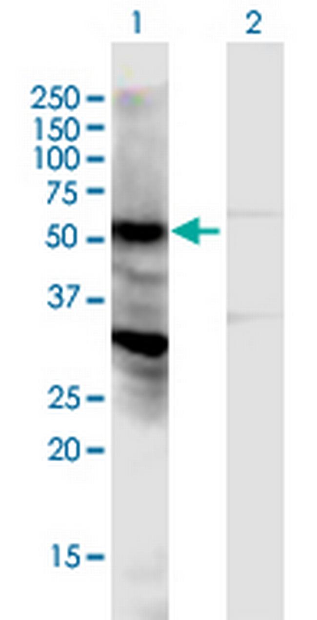 LOC440348 Antibody in Western Blot (WB)