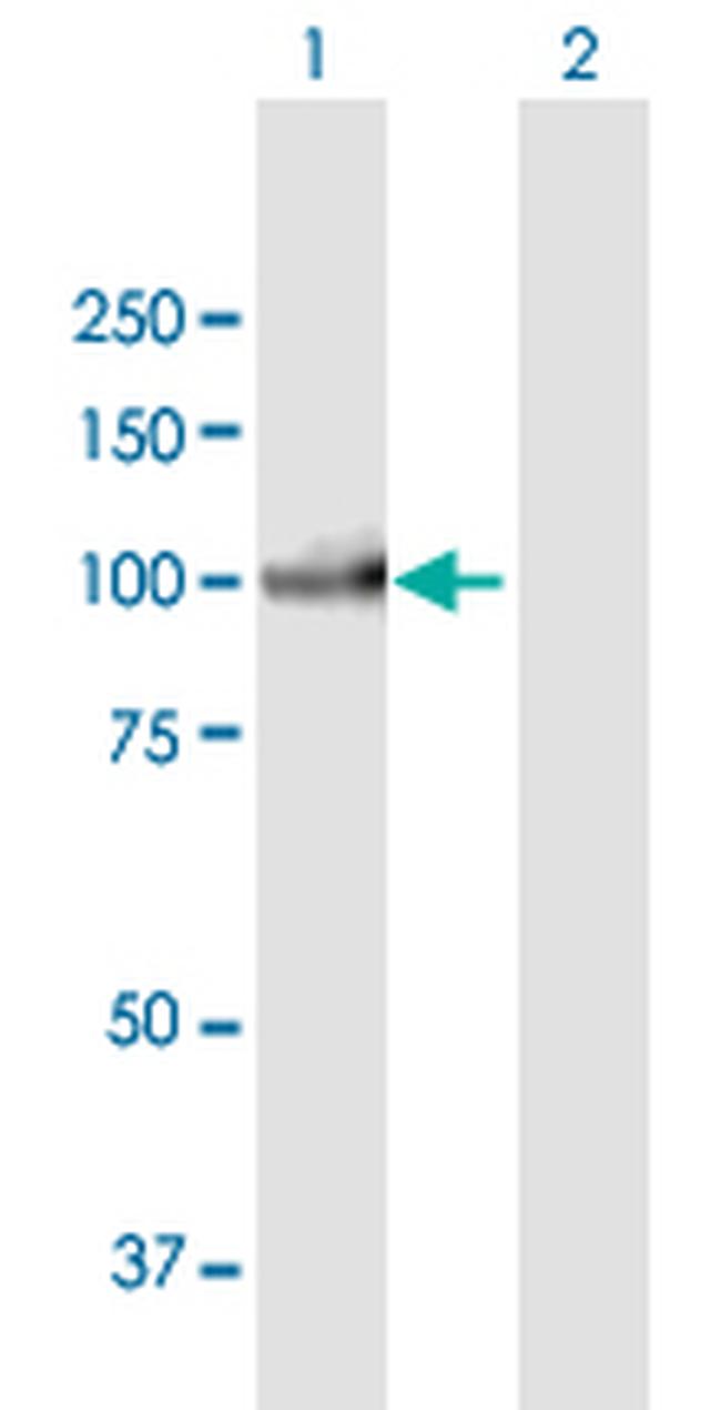 PIWIL3 Antibody in Western Blot (WB)