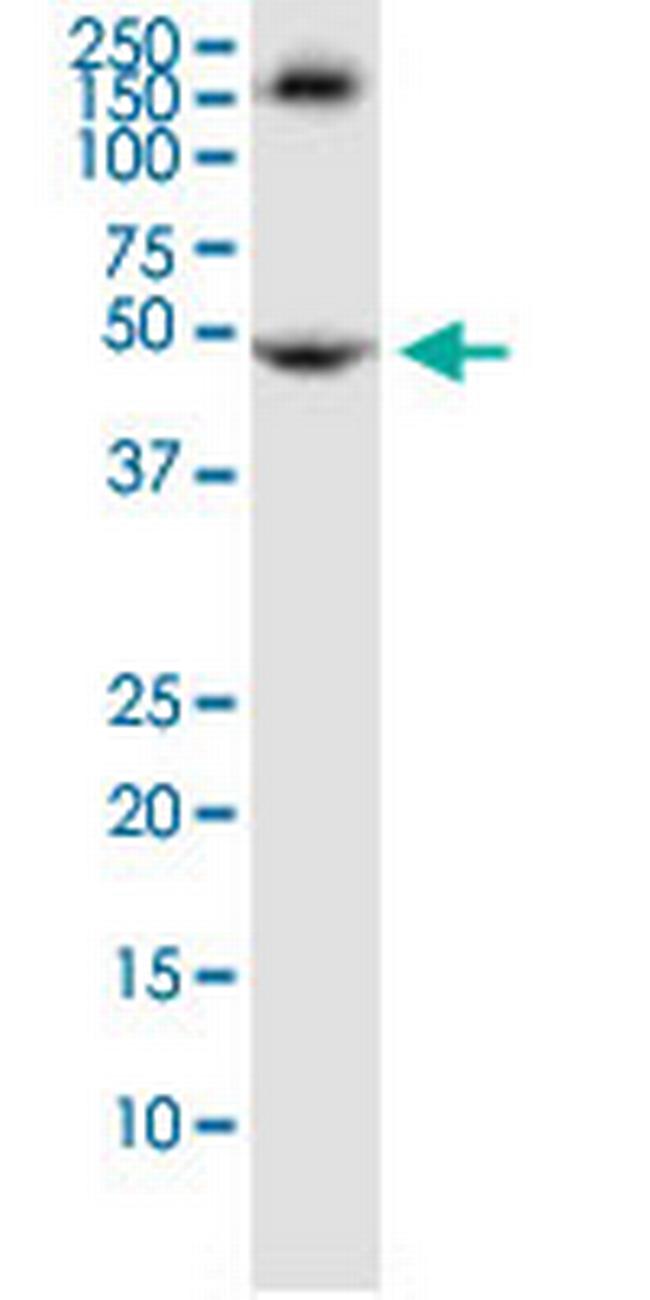 TRIM72 Antibody in Western Blot (WB)