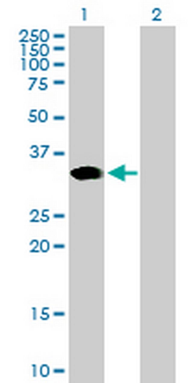 ARGFX Antibody in Western Blot (WB)
