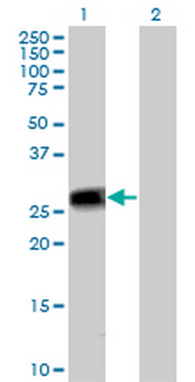 PEF1 Antibody in Western Blot (WB)