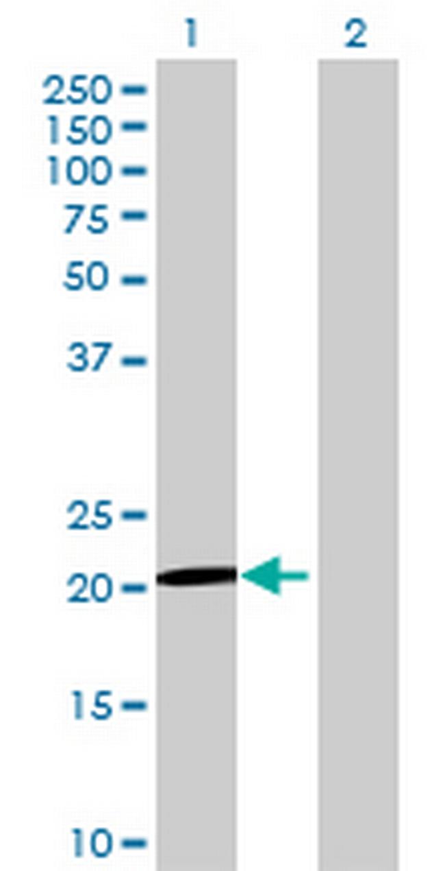 LOC554223 Antibody in Western Blot (WB)