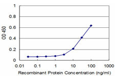 MEF2BNB Antibody in ELISA (ELISA)