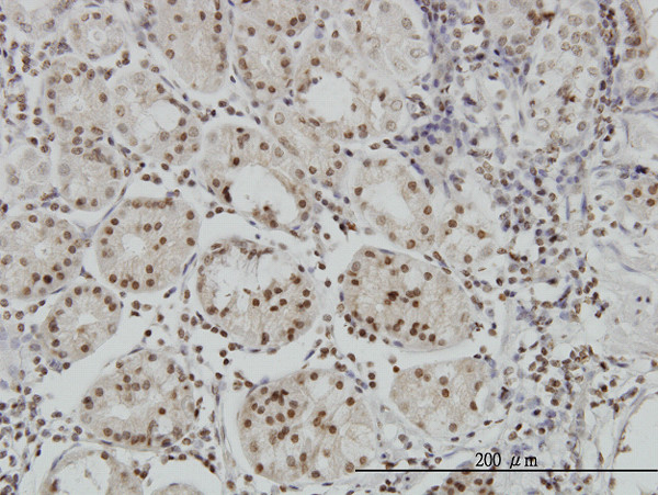 MEF2BNB Antibody in Immunohistochemistry (Paraffin) (IHC (P))
