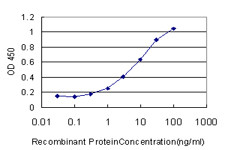 MEF2BNB Antibody in ELISA (ELISA)