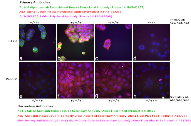 Human IgG Fc Secondary Antibody in Immunocytochemistry (ICC/IF)
