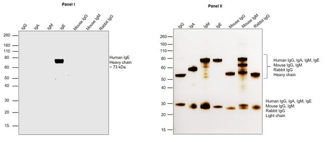 Human IgE Fc Secondary Antibody in Western Blot (WB)