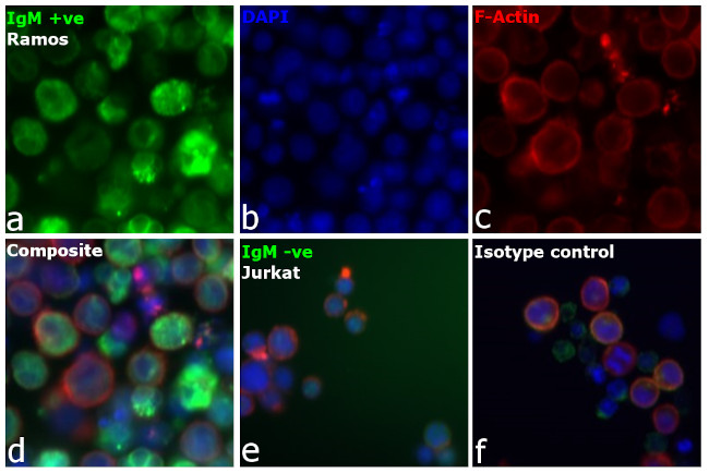 Human Ig Mix Secondary Antibody in Immunocytochemistry (ICC/IF)