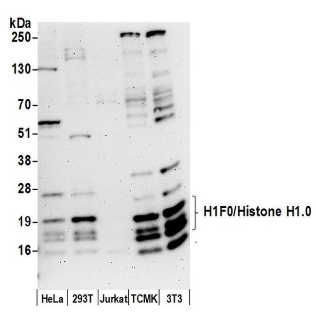 H1F0/Histone H1.0 Antibody in Western Blot (WB)