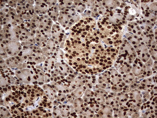 H2AFY2 Antibody in Immunohistochemistry (Paraffin) (IHC (P))