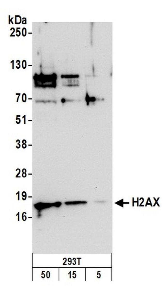 H2AX Antibody in Western Blot (WB)