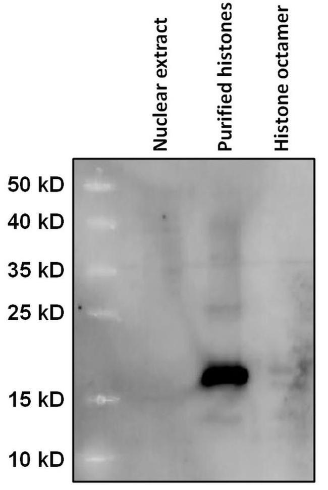 HIST1H2BH Antibody in Western Blot (WB)