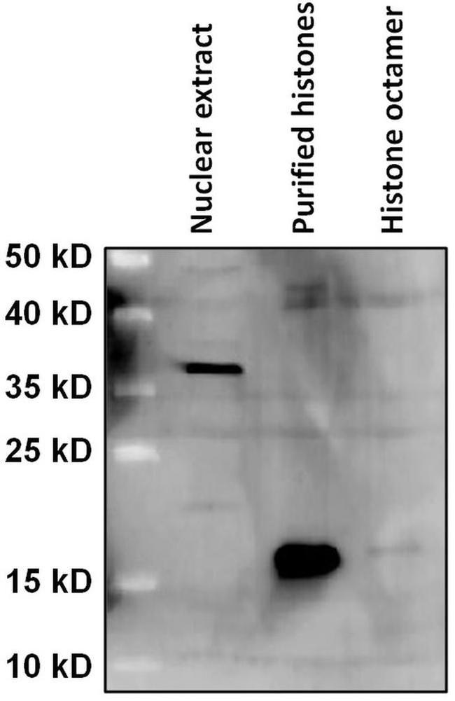 HIST1H2BL Antibody in Western Blot (WB)