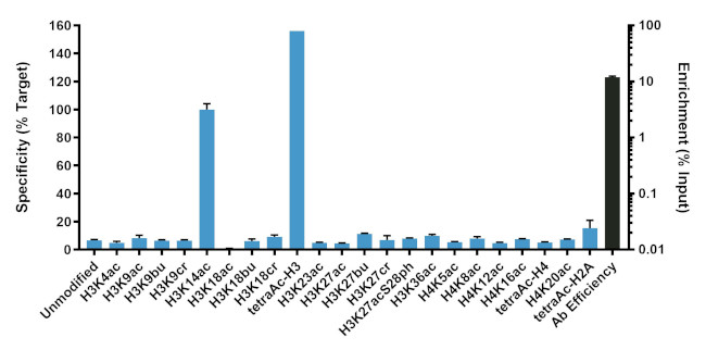 H3K14ac Antibody