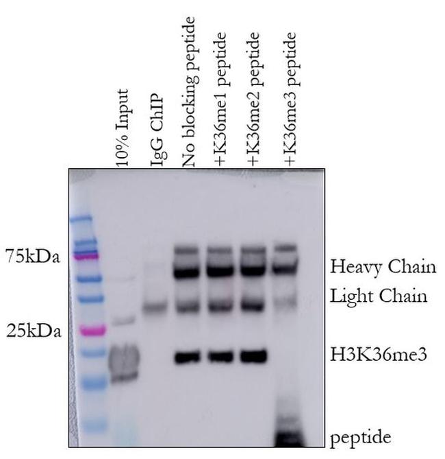 H3K36me3 Antibody