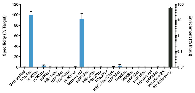 H3K4ac Antibody