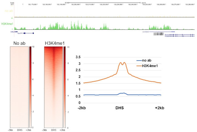 H3K4me1 Antibody in CUT&RUN (C&R)
