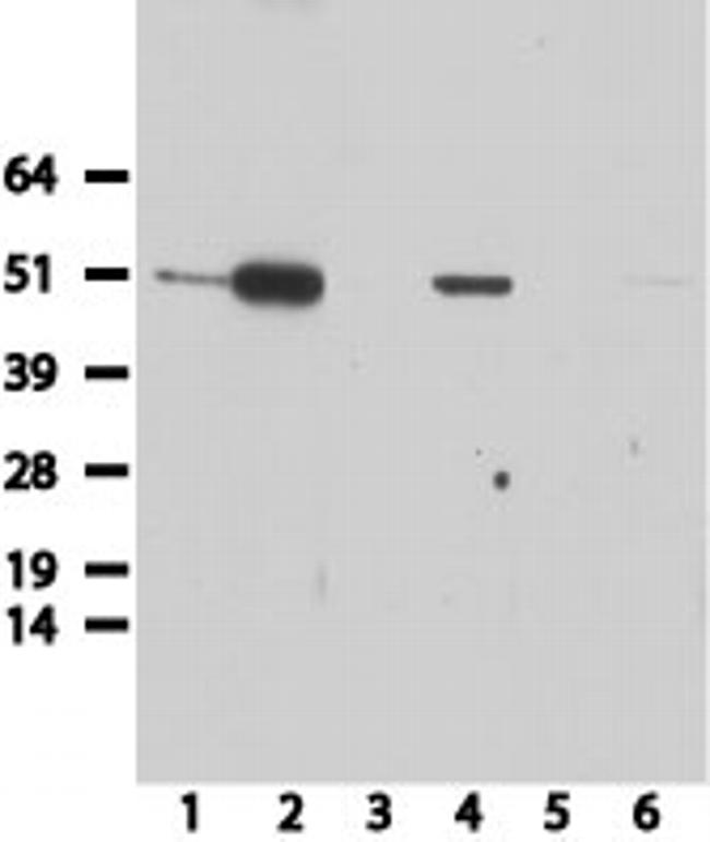 HA Tag Antibody in Western Blot (WB)