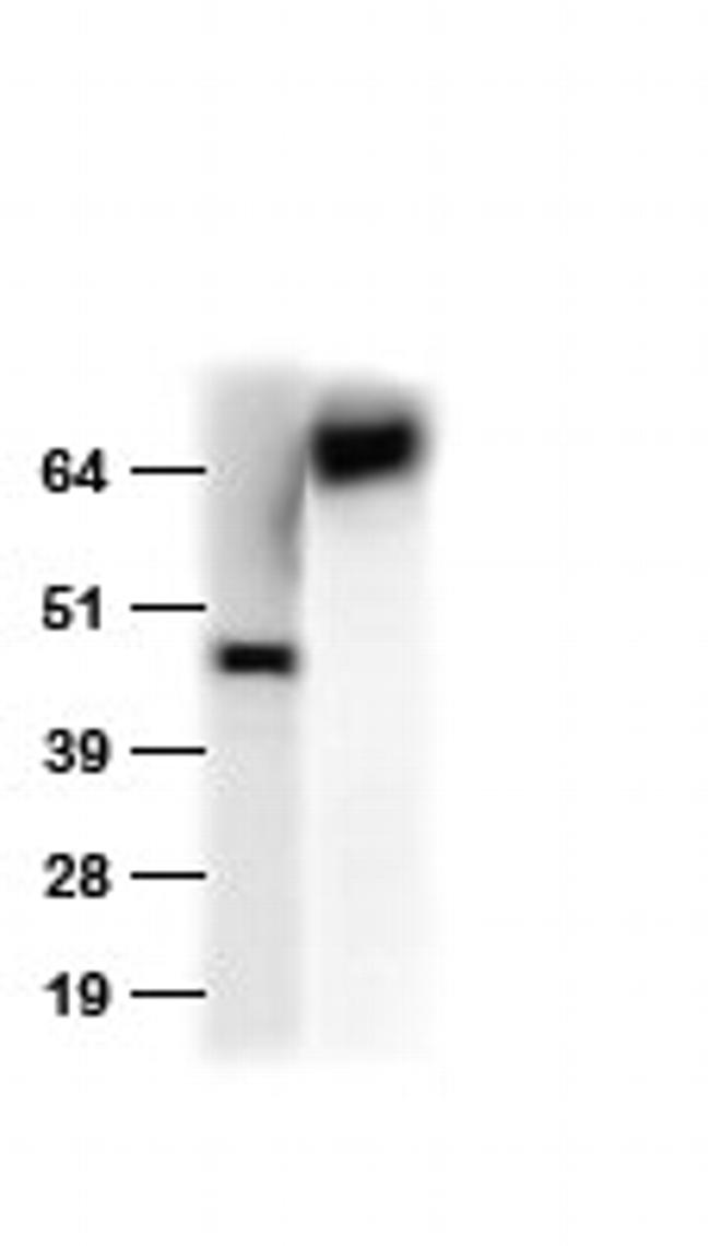 HA tag Antibody in Western Blot (WB)