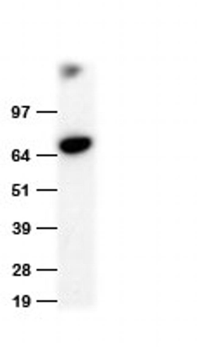 HA tag Antibody in Western Blot (WB)