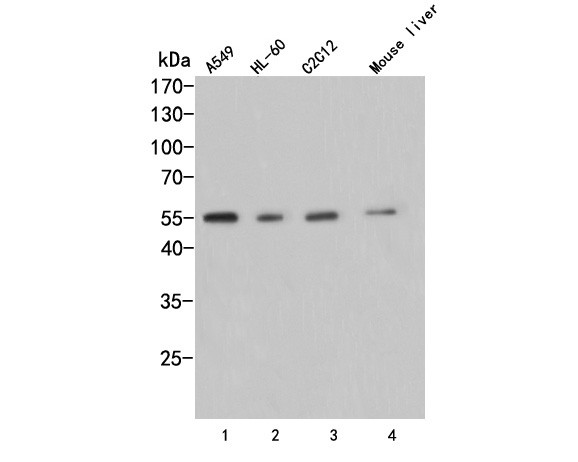 AVPR1A Antibody in Western Blot (WB)