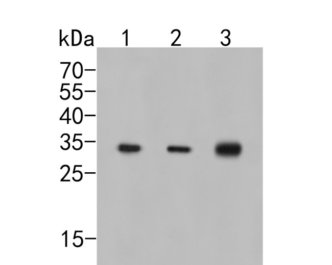 CAPZB Antibody in Western Blot (WB)