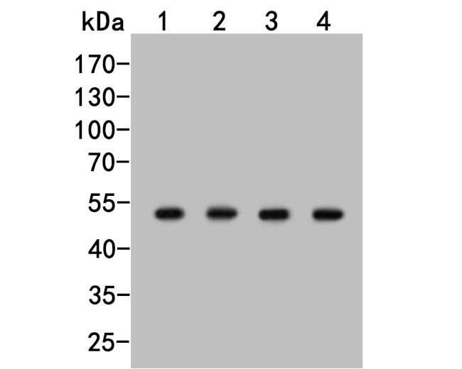 TAT Antibody in Western Blot (WB)