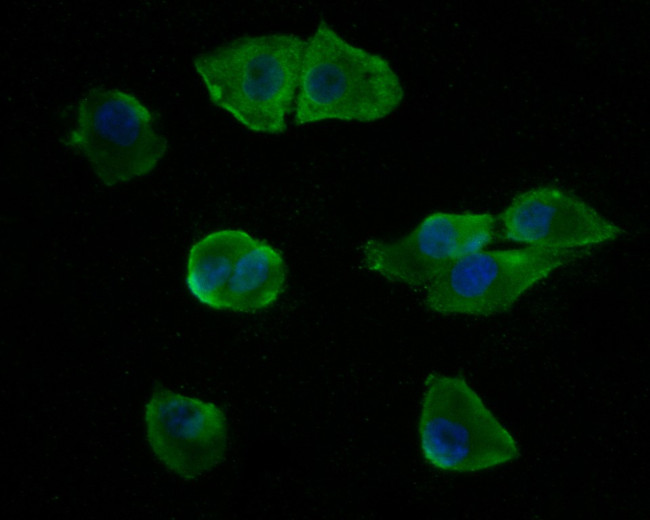 p50 dynamitin Antibody in Immunocytochemistry (ICC/IF)