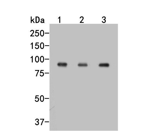 SMURF1 Antibody in Western Blot (WB)