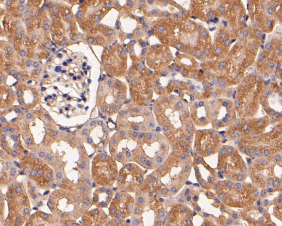 GPR161 Antibody in Immunohistochemistry (Paraffin) (IHC (P))