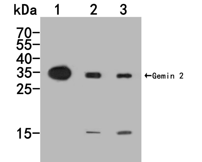 Gemin 2 Antibody in Western Blot (WB)