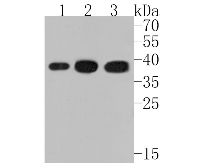 HOXA9 Antibody in Western Blot (WB)