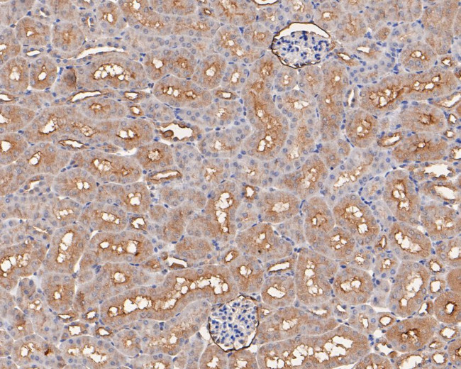 MCK10 Antibody in Immunohistochemistry (Paraffin) (IHC (P))