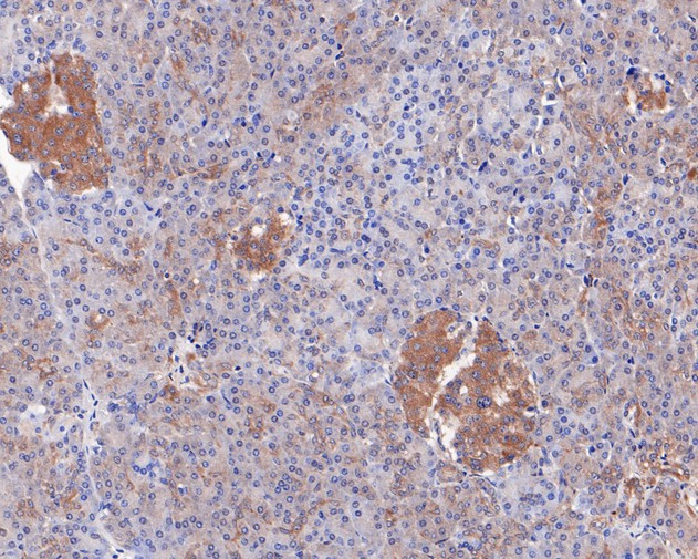 Caspase-12 Antibody in Immunohistochemistry (Paraffin) (IHC (P))