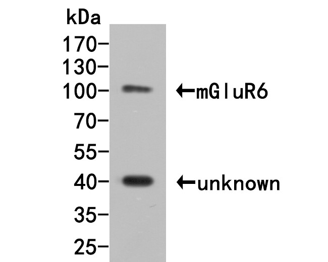 mGluR6 Antibody in Western Blot (WB)