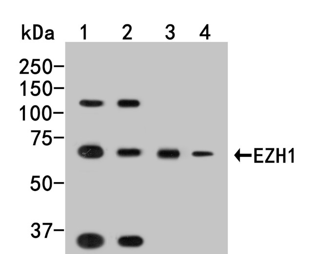 EZH1 Antibody in Western Blot (WB)