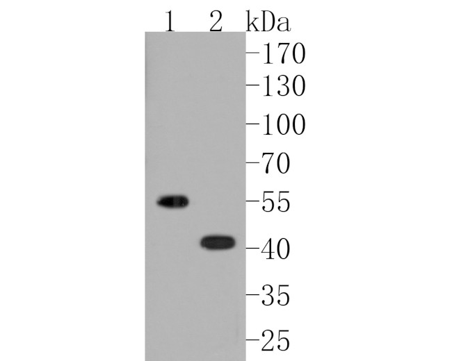 Oxytocin Receptor Antibody in Western Blot (WB)