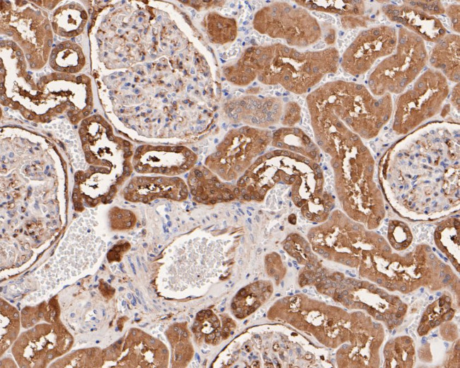 Endofin Antibody in Immunohistochemistry (Paraffin) (IHC (P))