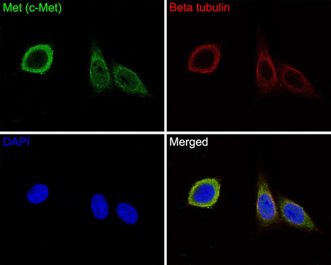 Met (c-Met) Antibody in Immunocytochemistry (ICC/IF)