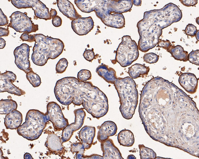 CD105 Antibody in Immunohistochemistry (Paraffin) (IHC (P))